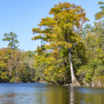 St Mary's Cypress