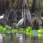 Storks, Ibis - Ocklawaha