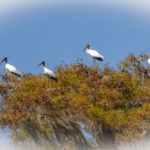 Storks perched over the Ocklawaha River