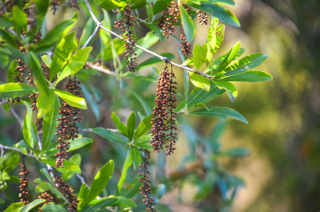 Swamp Cyrilla - Titi-Cyrilla racemiflora