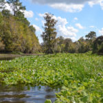 Tobacco Patch Spring Run - Ocklawaha River