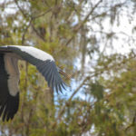 Wood Stork Flies Over Kayak