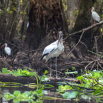 Wood Stork - Ocklawaha River