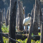 Wood Stork amid Ruins