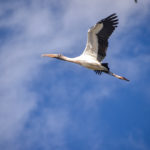 Wood Stork over the Ocklawaha River