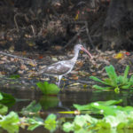 Young Limpkin