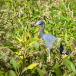 Young Tri-colored Heron - Ocklawaha River