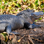 A young Gator - Ocklawaha Drawdown