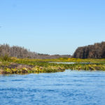 Airboat - Barge Lane During Drawdown