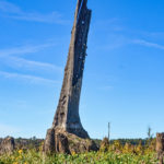 Bald Cypress Monument
