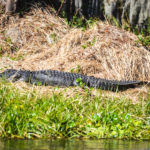 Lazy Ocklawaha Gator