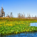 Lower Ocklawaha Landscape