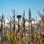 Nest among the Cypress