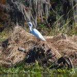 Ocklawaha White Heron