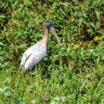 Ocklawaha River Wood Stork