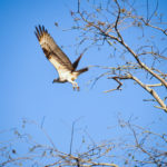 Osprey Takes Flight - Ocklawaha River