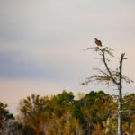 Osprey in Distant Tree