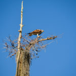 Osprey on Watch over the Ocklawaha