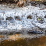 Plecostomus Holes along the clay bank