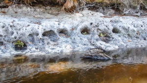 Plecostomus Holes along the clay bank