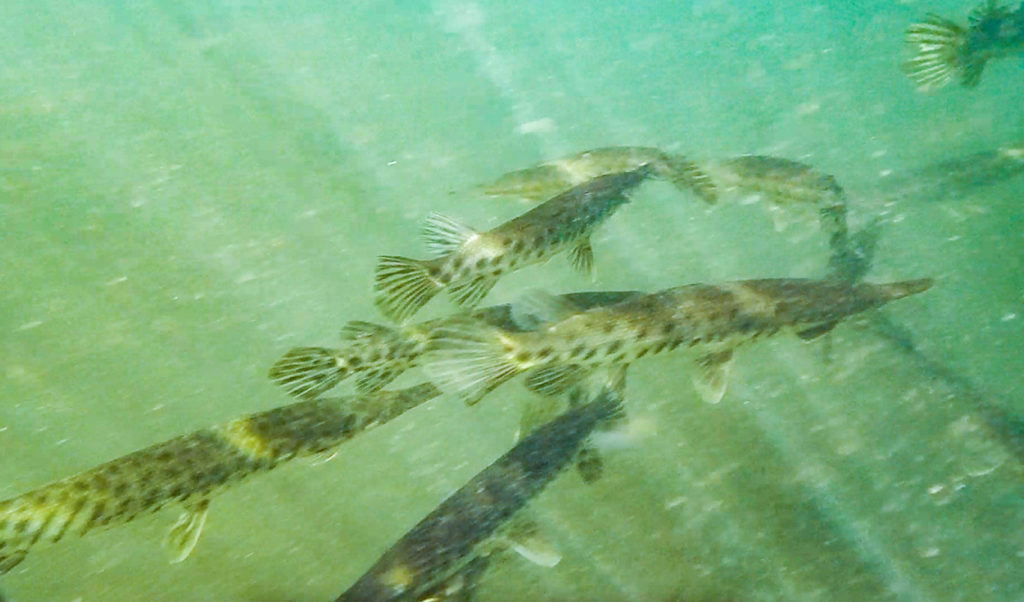 School of Gar - Ocklawaha River