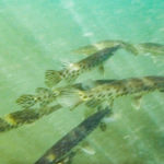 School of Gar - Ocklawaha River