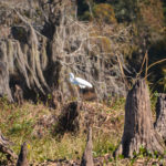 White Heron