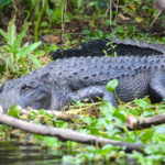 A Wekiva Gator