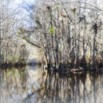Cannon Spring Canal