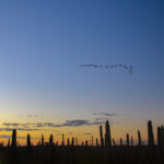 Evening Flight over the Ocklawaha