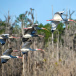 Ibis on the Ocklawaha River