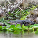 Gator Relaxes on the Ocklawaha River