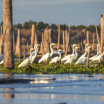 Great Egrets on the Ocklawaha
