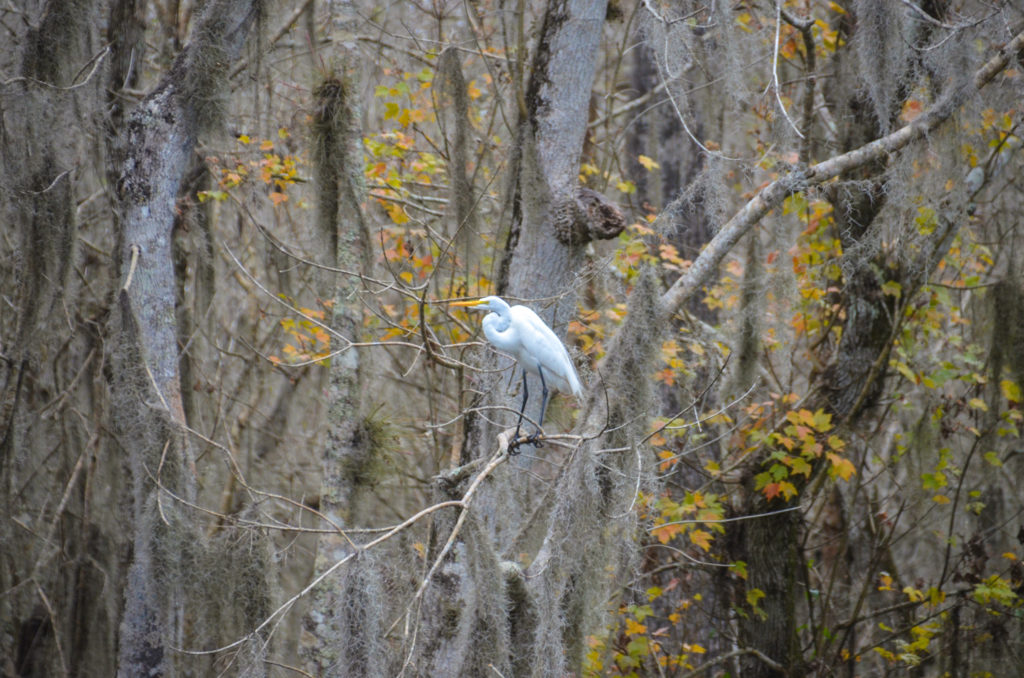 Great White Egret on the Wekiva River