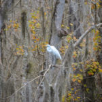 Great White Egret on the Wekiva River