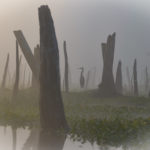 Heron Silhouette