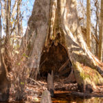 Hollow Cypress Tree - Ocklawaha River