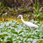 Imature Blue Heron - Wekiva River