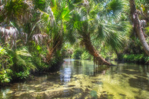 Juniper Spring Run