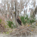 Limpkin on the Wekiva River