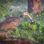 Limpkin with Shell