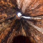 Looking up from inside Cypress Tree