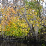 Maple on the Wekiva River