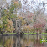 Maples on the Bank