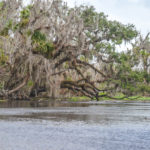 Oak over the Wekiva River