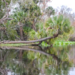 Palm over Wekiva River