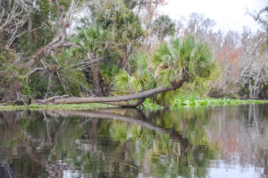 Palm over Wekiva River