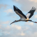 Stork Flies Overhead