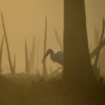 Stork Silhouette