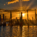 Sunset through the Tree Trunks